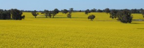 canola